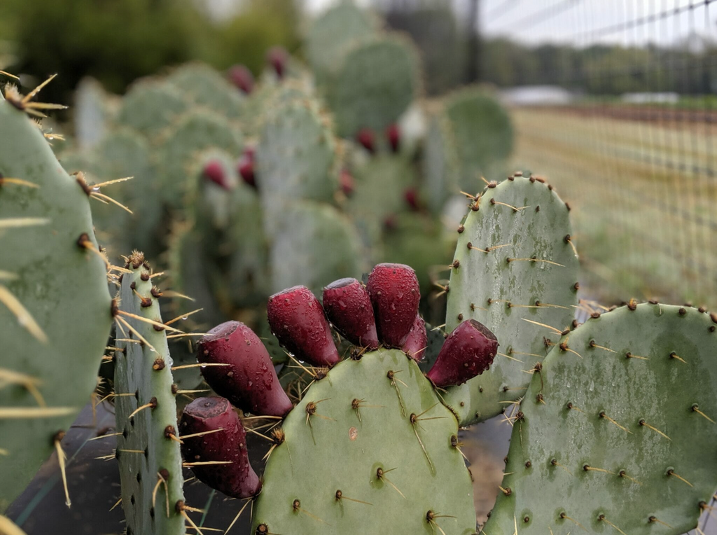 Modern Farmer: Could Edible Cactus Be the Next Big Specialty Crop?